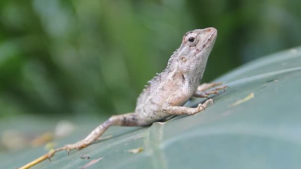 Indiase bloedzuiger (Common Garden Lizard, Calotes versicolor, vrouwelijke winterkleur) — Stockvideo