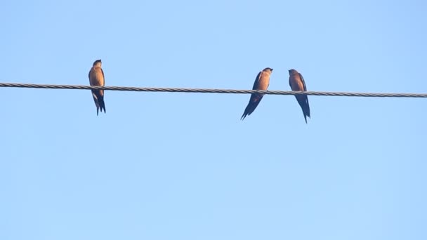 Swallows on electric wires. Ceylon Swallow — Stock Video