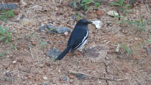 Doğulu Magpie-Robin, Dyal (Copsychus saularis) erkek. — Stok video