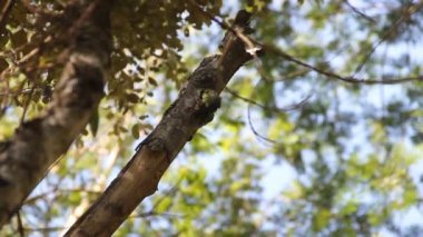 Sri Lanka Barbet (Psilopogon rubricapillus) veya Psilopogon flavifronları