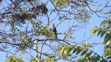 Genel koel (Eudinnamys scolopaceus scolopaceus),