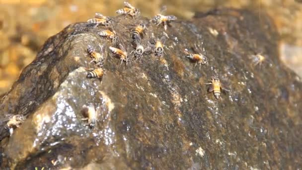 Abelha indiana (abelha gigante, Apis dorsata ) — Vídeo de Stock