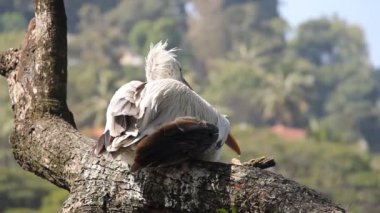 Dalmaçyalı pelikan (Pelecanus crispus) bir dal üzerinde dinleniyor