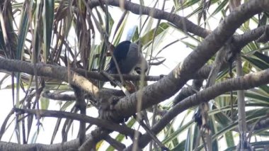Siyah taçlı gece balıkçıl (Nycticorax nycticorax)