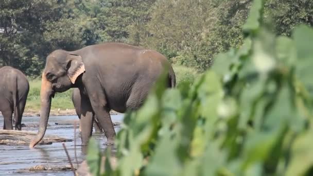 Selvaggio asiatico elefante gregge è venuto a bere al fiume — Video Stock