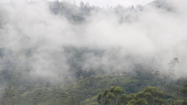 Jungle tropicale dans la brume nuageuse (silvagenitus ). — Video