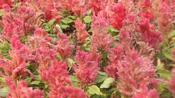 Dekoratív vörös amaranth (valószínűleg Amaranthus paniculatus) — Stock videók