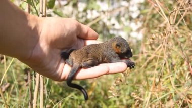 Hint palmiye sincabı (Funambulus palmarium) yavrusu çıkarılır