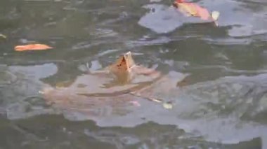 Bu plastik torba uzun süre gölette yüzer.