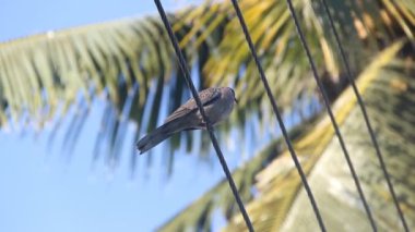 Benekli kaplumbağa güvercini (endemik alt türü Streptopelia chinensis ceylonensis)