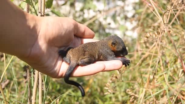 Indisches Palmhörnchen (Funambulus palmarium) Welpe wird entfernt — Stockvideo