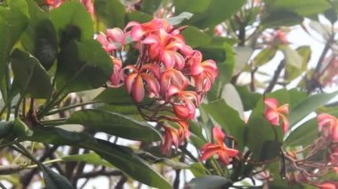 Plumeria 'nın kırmızı çiçekli çeşitlerinden biri (melezler)