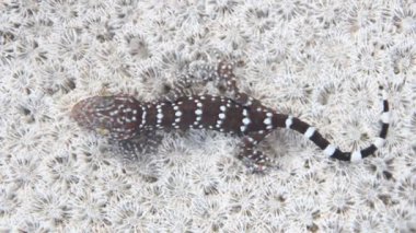 Tayland 'dan Gecko (Gekko sp,)