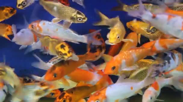 Poisson rouge ou carpe dorée, comme objet d'élevage — Video