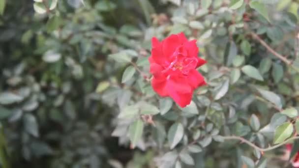 Winter rose in a flower bed in Bangkok. — Stock Video
