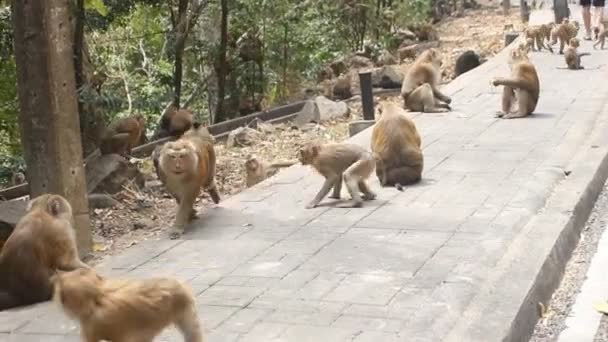 Gatunki makaków (Macaca leonina) z północnym ogonem wieprzowym — Wideo stockowe