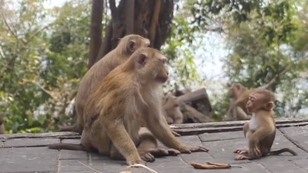 Espécie de macaco-de-cauda-de-porco (Macaca leonina) — Vídeo de Stock