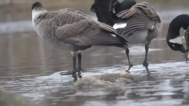 Canada goose or Marsh goose — Stock Video