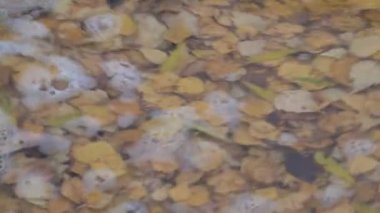 Sarı yapraklar sonbahar göletini kapladı.