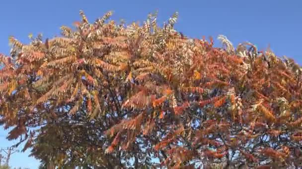 Rhus typhina strom v podzimním jasném zbarvení. — Stock video