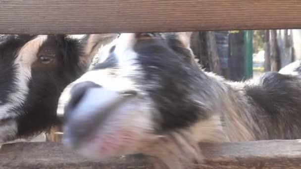 Dvě kozy v ohradě — Stock video