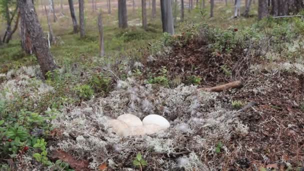 The Forest Bean Goose nest — Stock Video