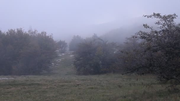 Lichtung mit Büschen in dichten Nebelschwaden — Stockvideo