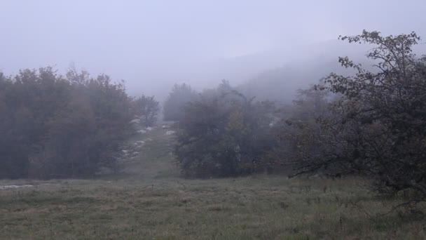 Limpiando con arbustos en nubes de niebla espesa — Vídeo de stock