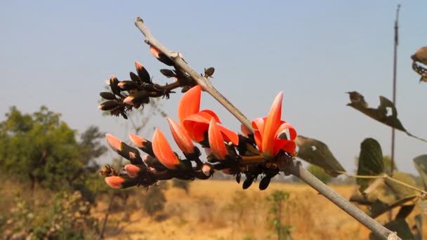 Tropische Blüten im Frühling hautnah — Stockvideo