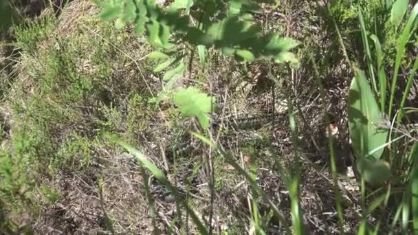 Vipergrauer Morph kriecht auf einer Waldlichtung — Stockvideo