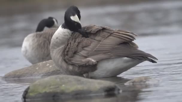 Гусь или болотный гусь (Branta canadensis ). — стоковое видео