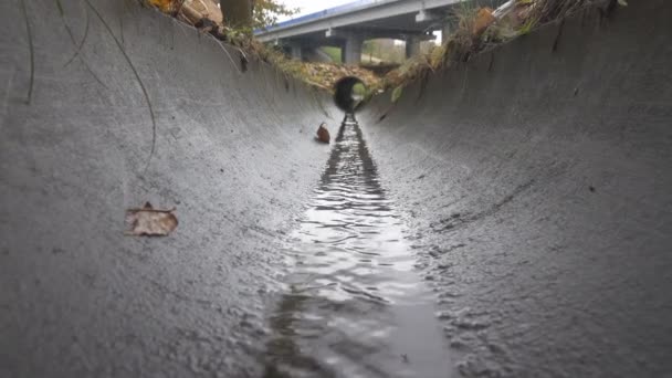 Riolering betonnen sloot in de buurt van de weg — Stockvideo