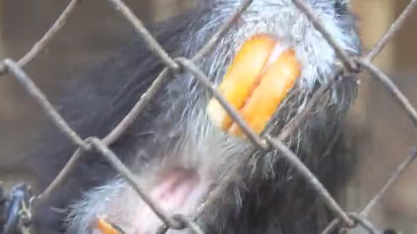 Animal in cage is trying to get out. — Stock Video