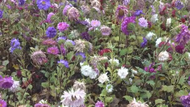 Herfst asters zijn gevangen in de vorst — Stockvideo