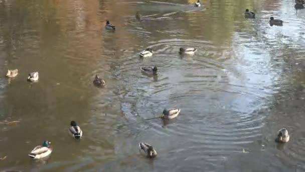 Утки в пруду в осеннем парке в хорошую погоду . — стоковое видео