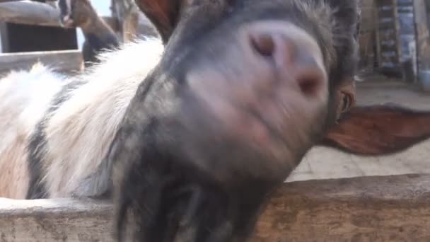 Goat face through fence asks to feed — Stock Video