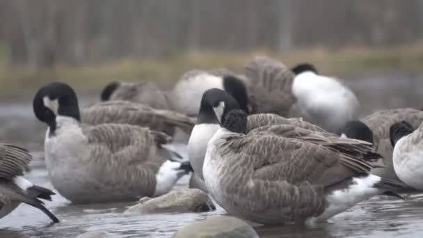 Canada goose or Marsh goose (Branta canadensis). — Stock Video