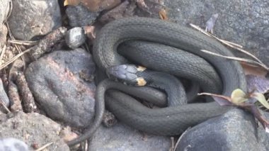 Doğu Baltık deniz kıyılarından ortak Çim Yılanı (Natrix natrix)