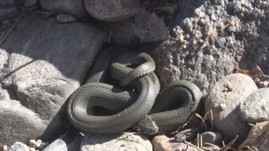 Doğu Baltık deniz kıyılarından ortak Çim Yılanı (Natrix natrix)