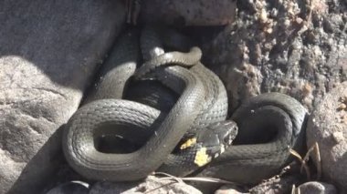 Doğu Baltık deniz kıyılarından ortak Çim Yılanı (Natrix natrix)