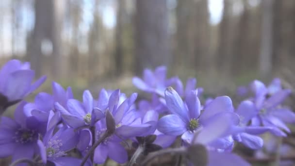Mayflower (Hepatica nobilis) tavasz kék virágok a könnyű tűlevelű erdőben — Stock videók