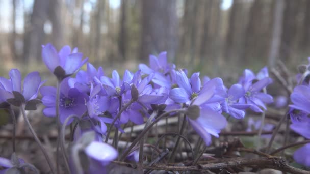 Mayflower (Hepatica nobilis) tavasz kék virágok a könnyű tűlevelű erdőben — Stock videók