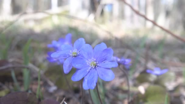 Mayflower (Hepatica nobilis) primavera flores azuis em luz floresta de coníferas — Vídeo de Stock