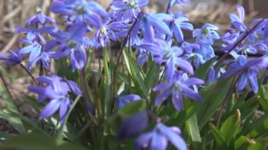Blooming Scylla veya Scilla (lat. Scilla difolia L. Yakın plan..