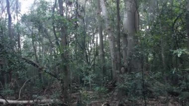 Düşük Montan Evergreen Karışık Yağmur Ormanları