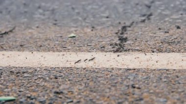 Lejyoner karınca sürüsü asfalt yolu geçiyor.