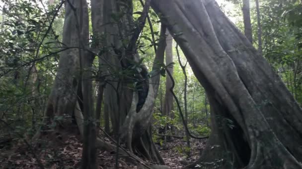 Bosques pluviales mixtos de Montane Evergreen — Vídeo de stock