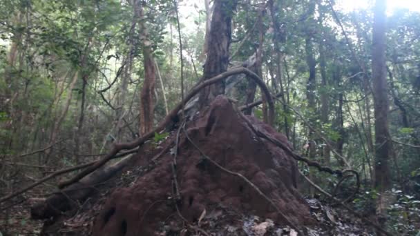 Grote kegeltjes termieten en overvloed aan lianen in Lanka — Stockvideo