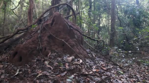 Grote kegeltjes termieten en overvloed aan lianen in Lanka — Stockvideo