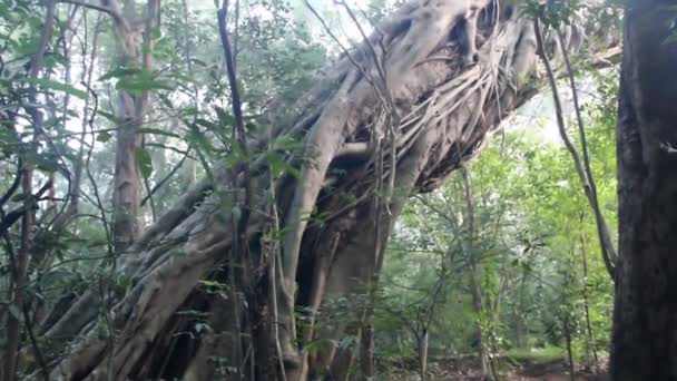 下山地常绿混合雨林 — 图库视频影像